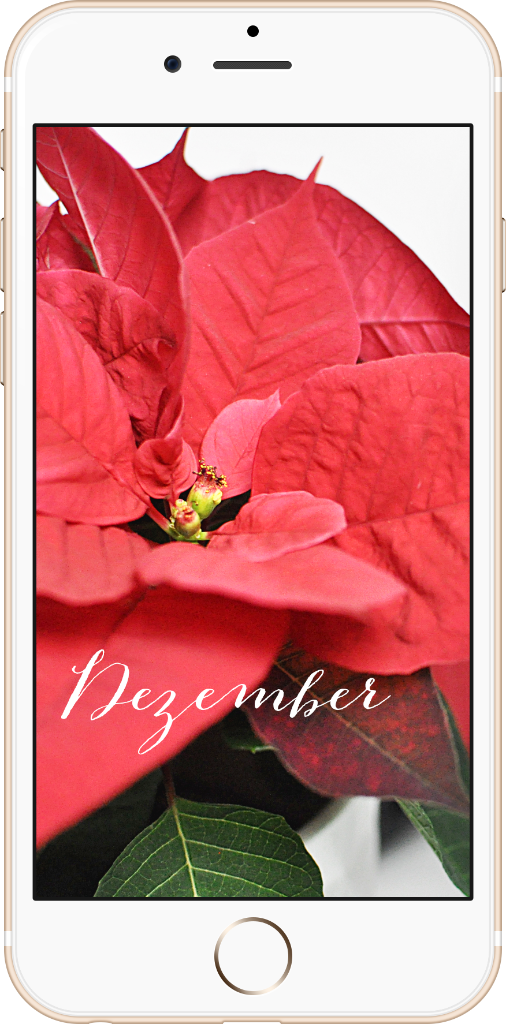 Wallpaper Dezember 2015 Freebie