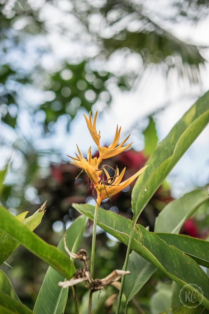 Ubud Bali