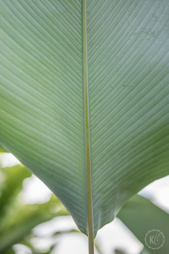 Ubud Bali